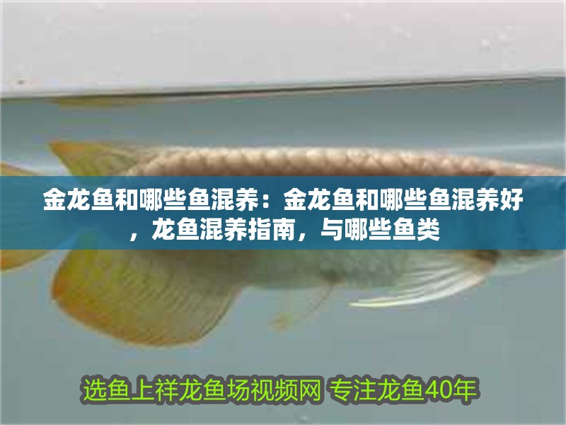 金龍魚和哪些魚混養：金龍魚和哪些魚混養好，龍魚混養指南，與哪些魚類