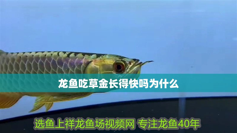 龍魚吃草金長得快嗎為什么