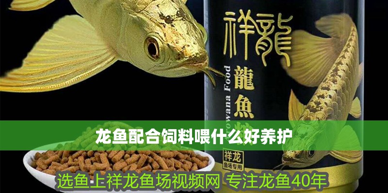 龍魚配合飼料喂什么好養護