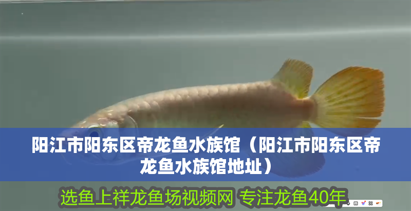陽江市陽東區帝龍魚水族館（陽江市陽東區帝龍魚水族館地址）