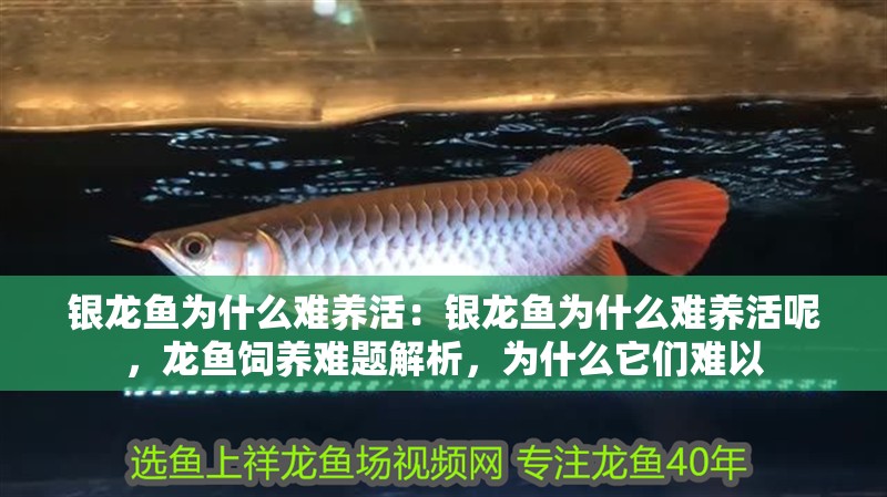 銀龍魚為什么難養活：銀龍魚為什么難養活呢，龍魚飼養難題解析，為什么它們難以 銀龍魚為什么難養活：銀龍魚為什么難養活呢，龍魚飼養難題解析，為什么它們難以 水族問答