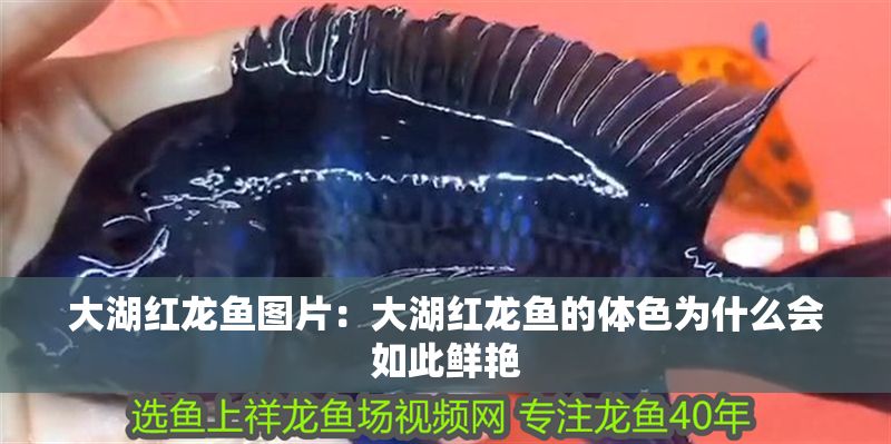 大湖紅龍魚圖片：大湖紅龍魚的體色為什么會(huì)如此鮮艷