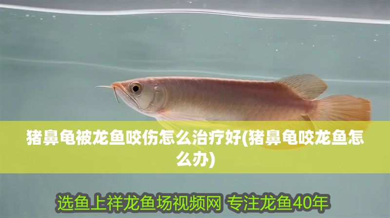 豬鼻龜被龍魚(yú)咬傷怎么治療好(豬鼻龜咬龍魚(yú)怎么辦)