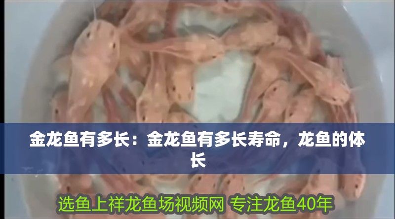 金龍魚有多長：金龍魚有多長壽命，龍魚的體長