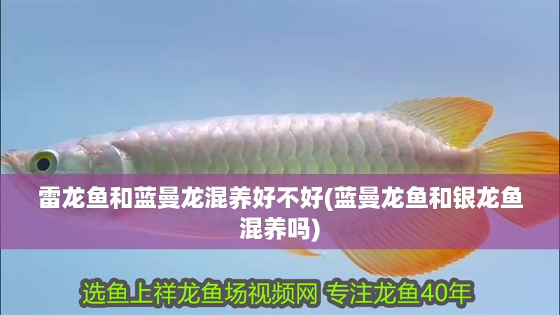 雷龍魚和藍曼龍混養好不好(藍曼龍魚和銀龍魚混養嗎)