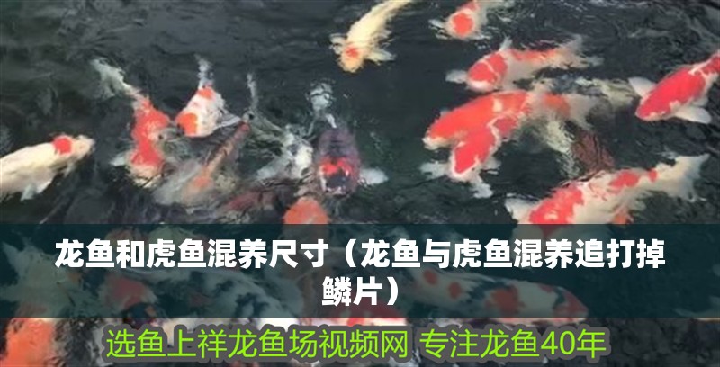 龍魚和虎魚混養尺寸（龍魚與虎魚混養追打掉鱗片）