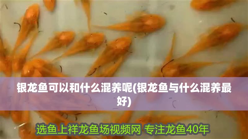銀龍魚可以和什么混養呢(銀龍魚與什么混養最好)