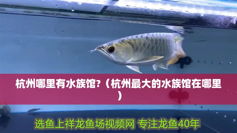 杭州哪里有水族館?（杭州最大的水族館在哪里） 杭州哪里有水族館?（杭州最大的水族館在哪里） 虎魚百科