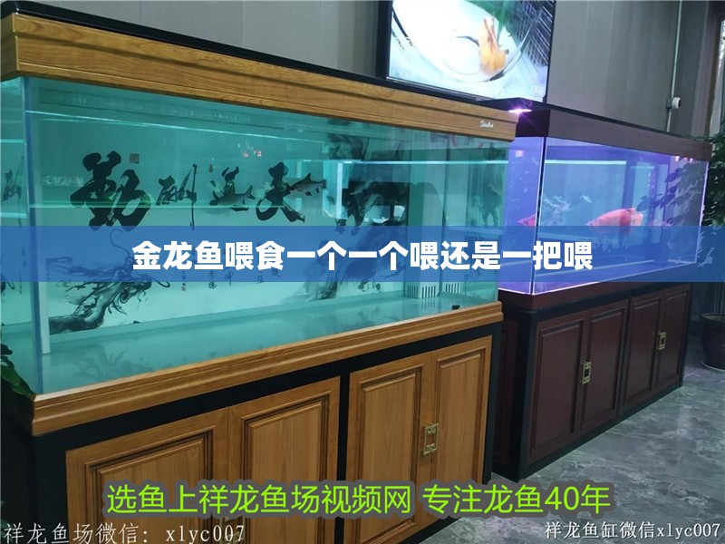 金龍魚喂食一個一個喂還是一把喂 金龍魚喂食一個一個喂還是一把喂 龍魚百科 第2張