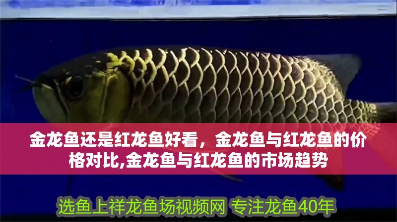 金龍魚還是紅龍魚好看，金龍魚與紅龍魚的價格對比,金龍魚與紅龍魚的市場趨勢