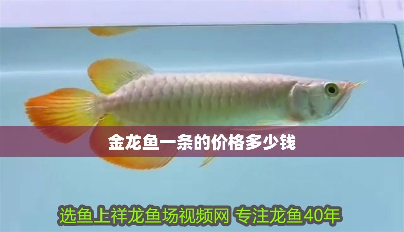 金龍魚(yú)一條的價(jià)格多少錢(qián)