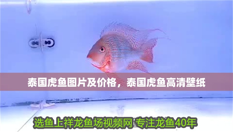 泰國(guó)虎魚(yú)圖片及價(jià)格，泰國(guó)虎魚(yú)高清壁紙