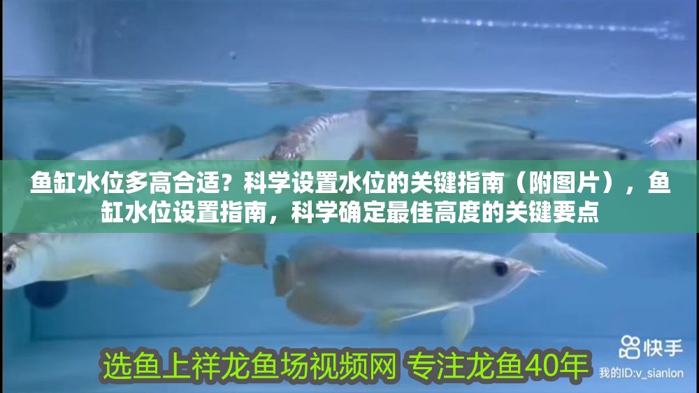 魚缸水位多高合適？科學設置水位的關鍵指南（附圖片），魚缸水位設置指南，科學確定最佳高度的關鍵要點