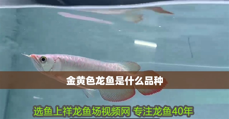 金黃色龍魚是什么品種