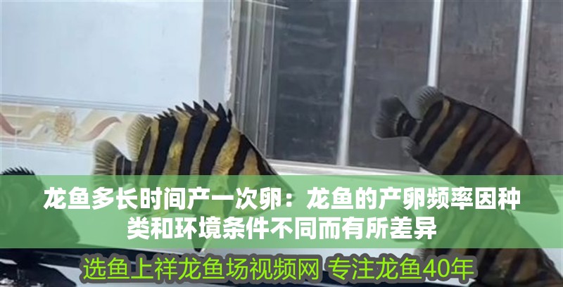 龍魚多長時間產一次卵：龍魚的產卵頻率因種類和環境條件不同而有所差異