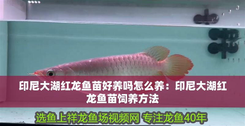 印尼大湖紅龍魚苗好養嗎怎么養：印尼大湖紅龍魚苗飼養方法