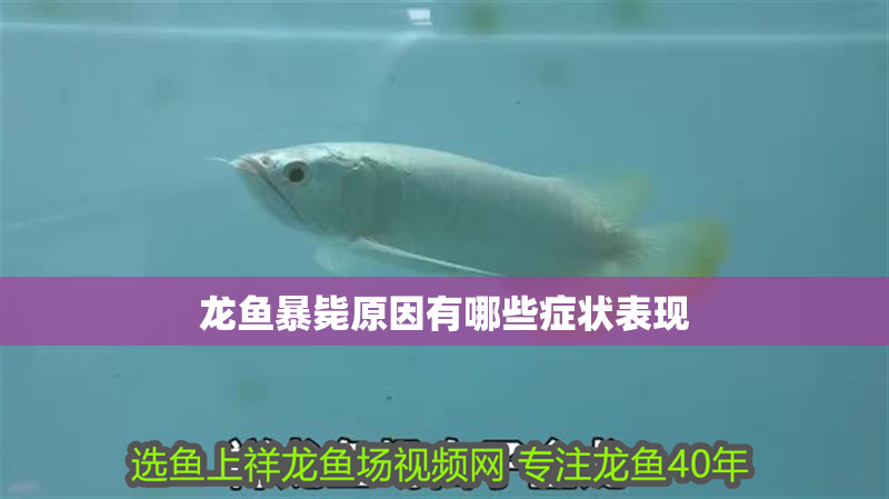 龍魚暴斃原因有哪些癥狀表現 龍魚百科 龍魚暴斃原因有哪些癥狀表現 龍魚暴斃原因有哪些癥狀表現 龍魚百科