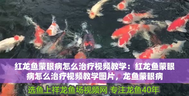 紅龍魚蒙眼病怎么治療視頻教學：紅龍魚蒙眼病怎么治療視頻教學圖片，龍魚蒙眼病