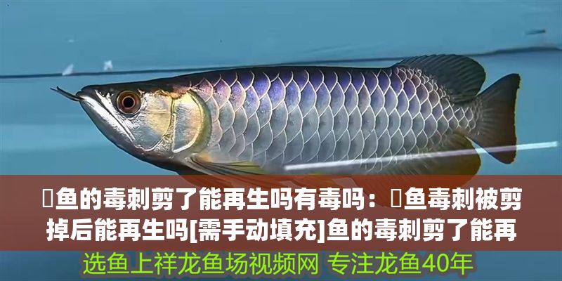 魟魚的毒刺剪了能再生嗎有毒嗎：魟魚毒刺被剪掉后能再生嗎[需手動填充]魚的毒刺剪了能再生嗎