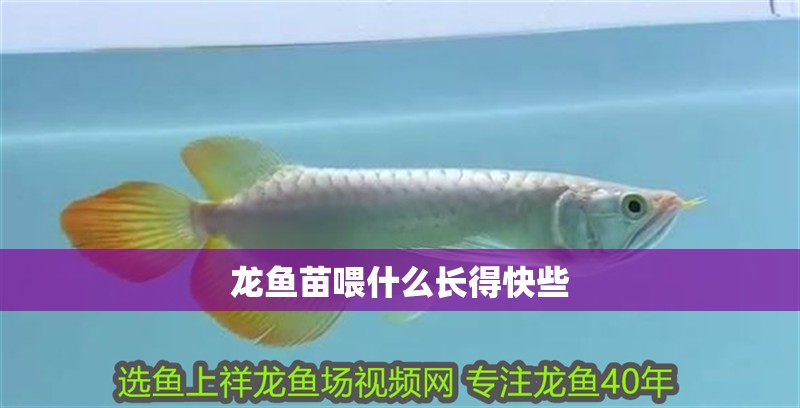 龍魚苗喂什么長得快些