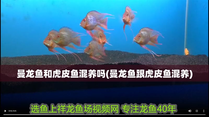曼龍魚和虎皮魚混養(yǎng)嗎(曼龍魚跟虎皮魚混養(yǎng))