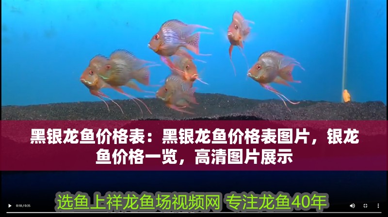 黑銀龍魚價格表：黑銀龍魚價格表圖片，銀龍魚價格一覽，高清圖片展示