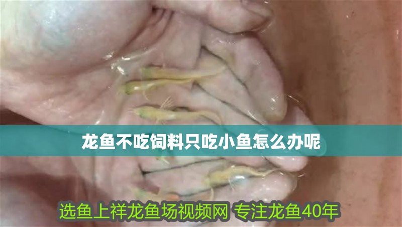 龍魚不吃飼料只吃小魚怎么辦呢