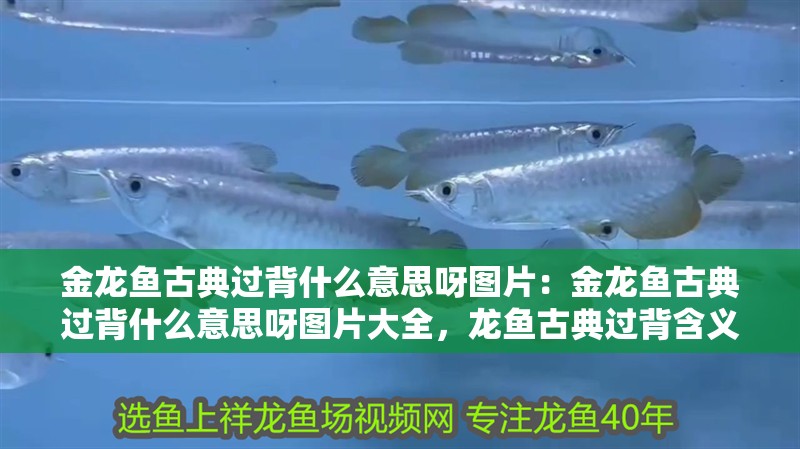 金龍魚古典過背什么意思呀圖片：金龍魚古典過背什么意思呀圖片大全，龍魚古典過背含義及圖片解析