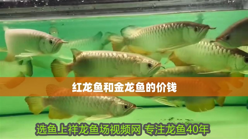 紅龍魚和金龍魚的價錢