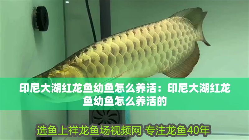 印尼大湖紅龍魚幼魚怎么養活：印尼大湖紅龍魚幼魚怎么養活的