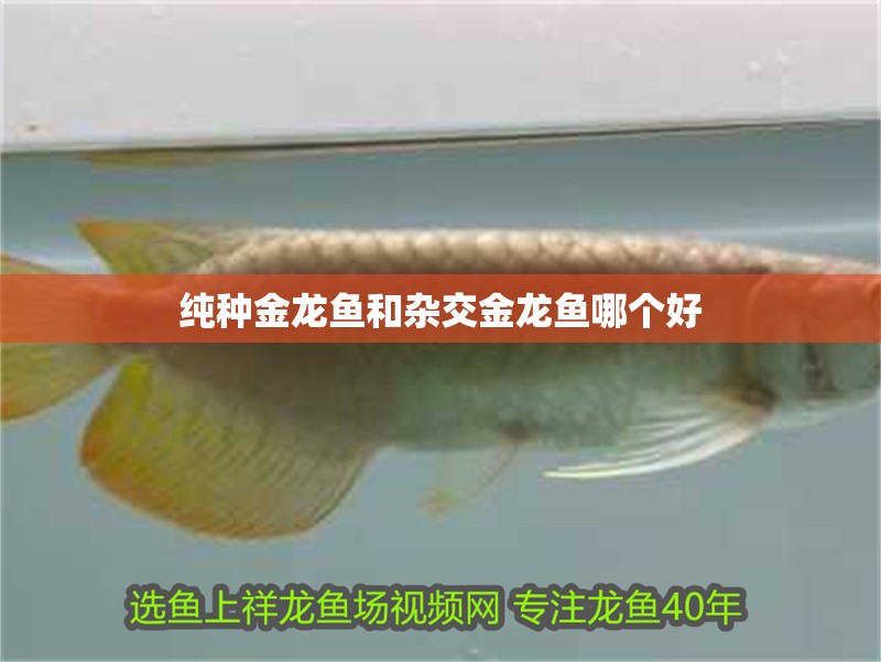 純種金龍魚和雜交金龍魚哪個好