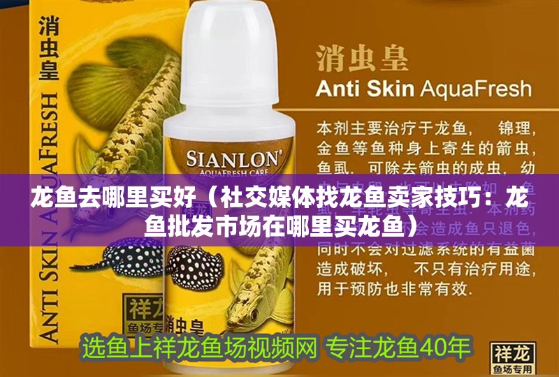 龍魚去哪里買好（社交媒體找龍魚賣家技巧：龍魚批發(fā)市場在哪里買龍魚）
