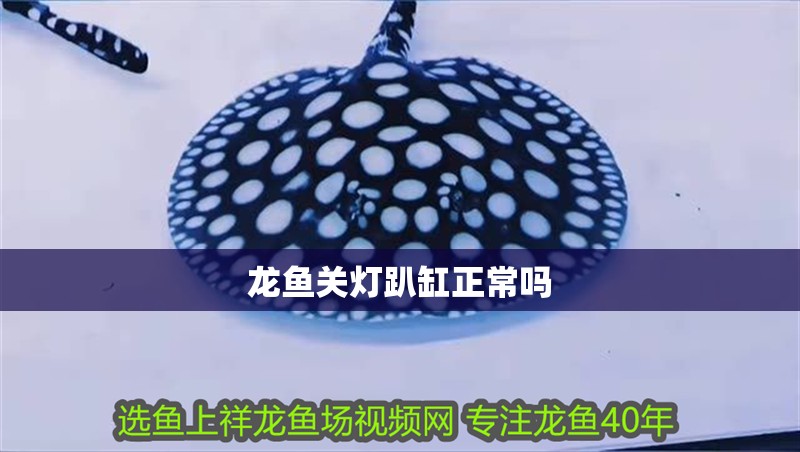 龍魚關(guān)燈趴缸正常嗎