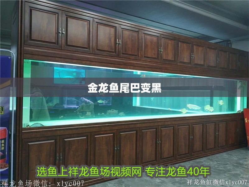 金龍魚尾巴變黑