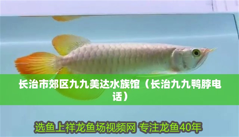 長(zhǎng)治市郊區(qū)九九美達(dá)水族館（長(zhǎng)治九九鴨脖電話）
