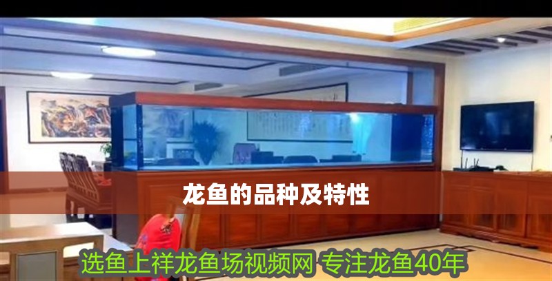 龍魚(yú)的品種及特性
