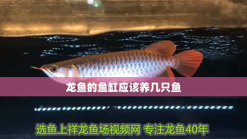龍魚的魚缸應(yīng)該養(yǎng)幾只魚 龍魚的魚缸應(yīng)該養(yǎng)幾只魚 龍魚百科 第2張