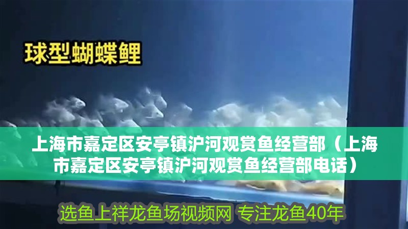 上海市嘉定區安亭鎮滬河觀賞魚經營部（上海市嘉定區安亭鎮滬河觀賞魚經營部電話）