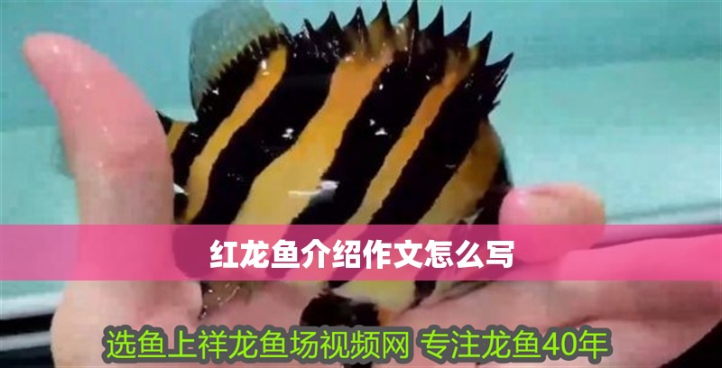 紅龍魚介紹作文怎么寫