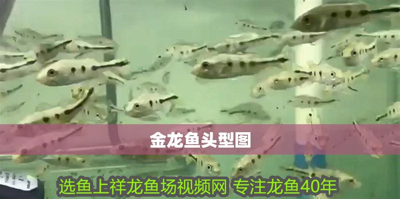 金龍魚頭型圖
