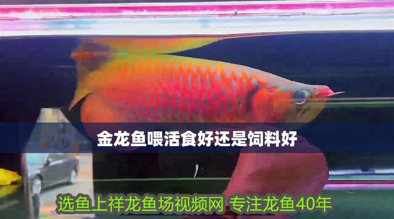 金龍魚喂活食好還是飼料好