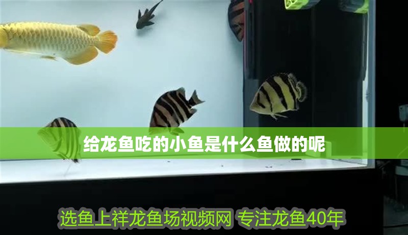 給龍魚吃的小魚是什么魚做的呢