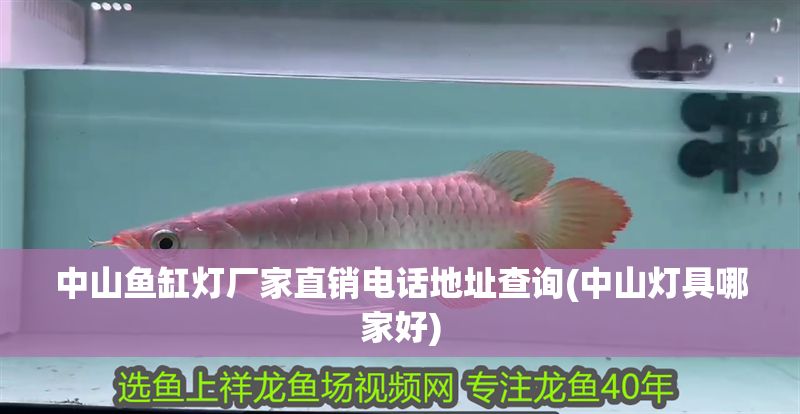 中山魚缸燈廠家直銷電話地址查詢(中山燈具哪家好) 中山魚缸燈廠家直銷電話地址查詢(中山燈具哪家好) 元寶鳳凰魚百科 第1張