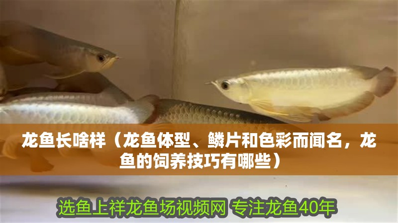 龍魚長啥樣（龍魚體型、鱗片和色彩而聞名，龍魚的飼養技巧有哪些）