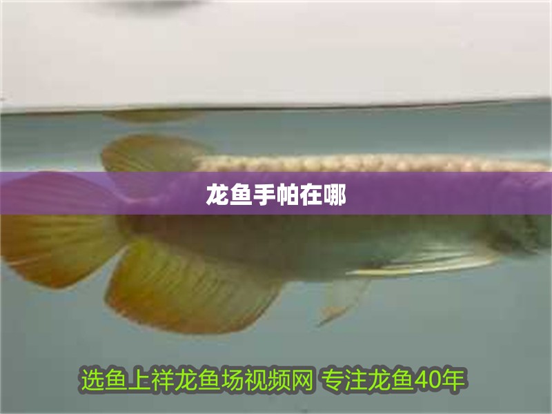 龍魚手帕在哪