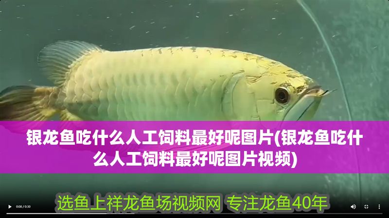 銀龍魚吃什么人工飼料最好呢圖片(銀龍魚吃什么人工飼料最好呢圖片視頻)