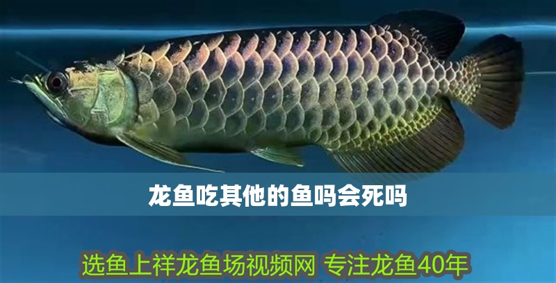 龍魚吃其他的魚嗎會死嗎