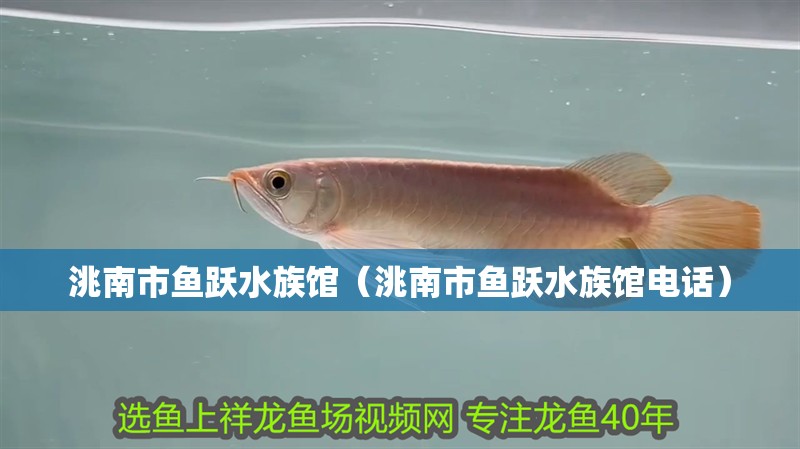 洮南市魚躍水族館（洮南市魚躍水族館電話） 洮南市魚躍水族館（洮南市魚躍水族館電話） 全國水族館企業名錄 第2張