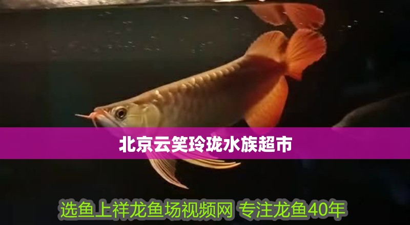 北京云笑玲瓏水族超市 全國水族館企業名錄 第2張 北京云笑玲瓏水族超市 北京云笑玲瓏水族超市 全國水族館企業名錄 第2張