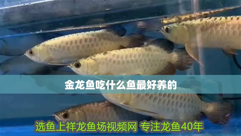 金龍魚吃什么魚最好養的 金龍魚吃什么魚最好養的 龍魚百科 第2張